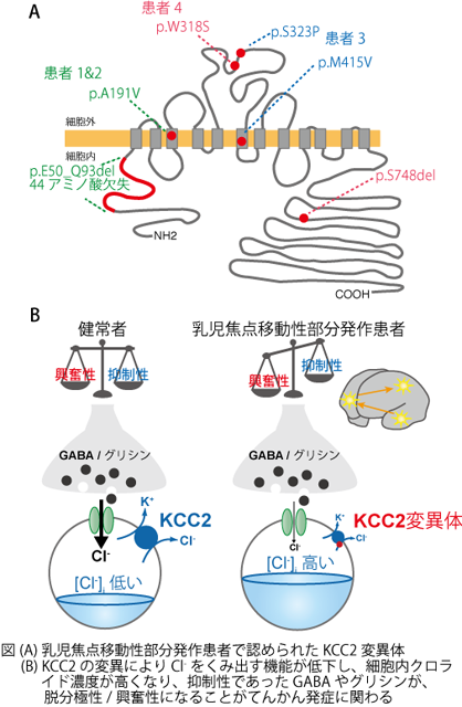 109. SLC12A5遺伝子の両アレル変異によるKCC2機能の低下は乳児焦点移動性部分発作と発達遅延を引き起こす 日本生理学会