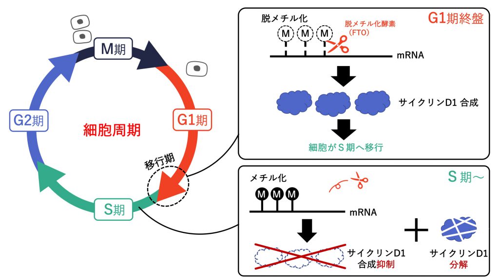 136. 細胞周期の新しい制御機構の解明 | 日本生理学会